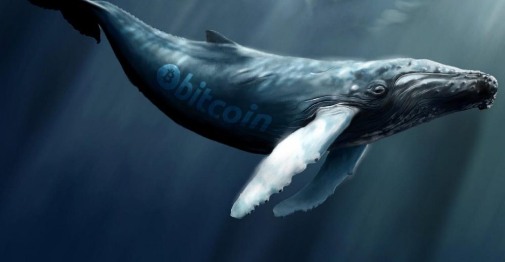 Исследователи утверждают, за исторический скачок цен на Биткоин ответственен один кит